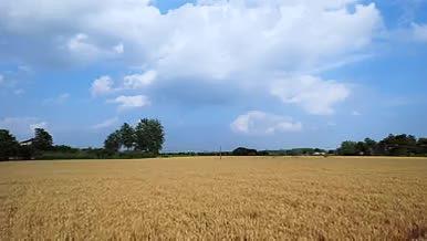 4K航拍金色麦田麦子农业麦田蓝天白云视频的预览图